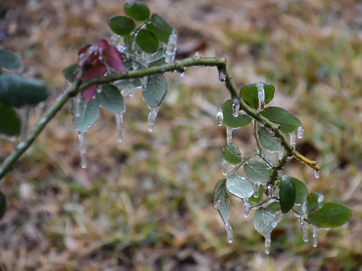 Dutch Elm Disease vs Frost Damage: How to Tell Them Apart