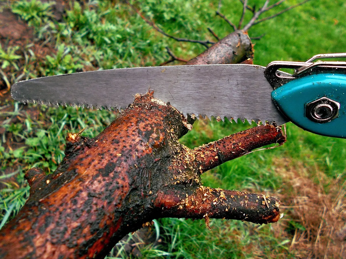 Elm Tree Care Checklist: Monthly Tasks for UK Gardeners