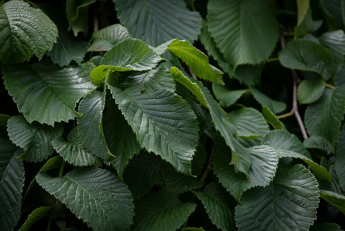 How to Identify English Elm, Wych Elm and Smooth-leaved Elm: A Beginner's Guide