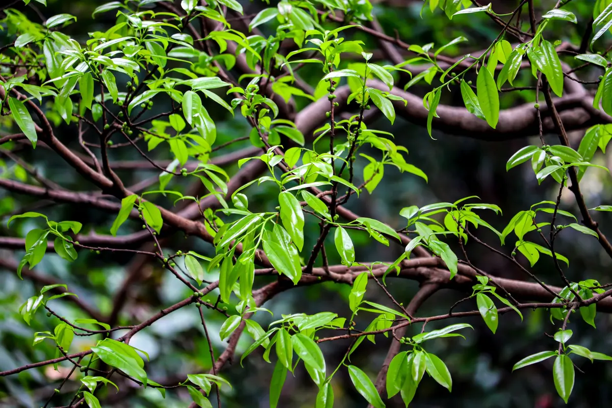 How to Spot Dutch Elm Disease in Summer: A Seasonal Checklist